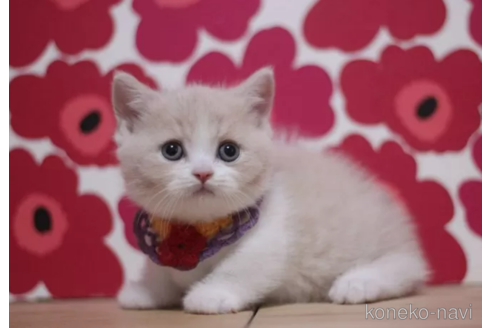 成約済の東京都のマンチカン(短足)-105334の1枚目